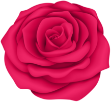 flowers & rose free transparent png image.