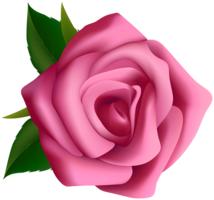 flowers & Rose free transparent png image.