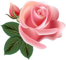 flowers & Rose free transparent png image.