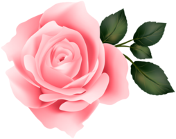 flowers & Rose free transparent png image.