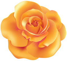 flowers & Rose free transparent png image.