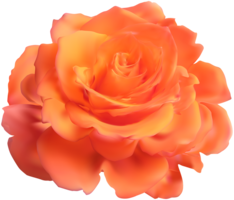 flowers & rose free transparent png image.