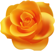 flowers & rose free transparent png image.