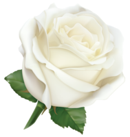 flowers & Rose free transparent png image.