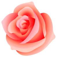 flowers & Rose free transparent png image.