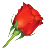 flowers & Rose free transparent png image.