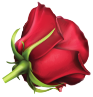 flowers & Rose free transparent png image.