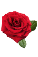 flowers & Rose free transparent png image.