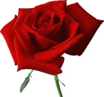 flowers & Rose free transparent png image.