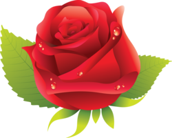 flowers & Rose free transparent png image.