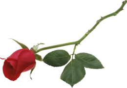 flowers & Rose free transparent png image.