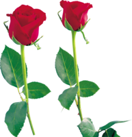 flowers & Rose free transparent png image.