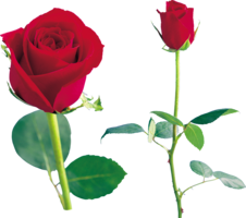 flowers & rose free transparent png image.