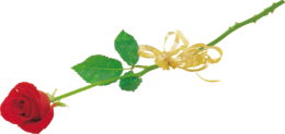 flowers & Rose free transparent png image.