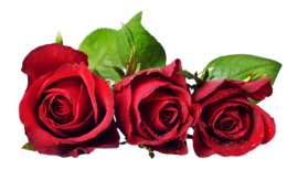 flowers & rose free transparent png image.