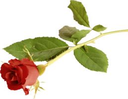 flowers & Rose free transparent png image.