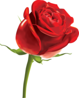 flowers & Rose free transparent png image.