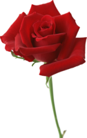 flowers & Rose free transparent png image.