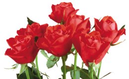 flowers & rose free transparent png image.