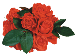 flowers & rose free transparent png image.