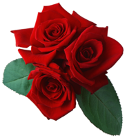 flowers & Rose free transparent png image.