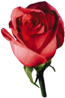 flowers & rose free transparent png image.