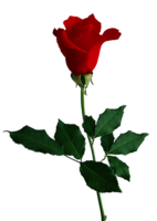 flowers & Rose free transparent png image.