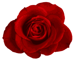 flowers & Rose free transparent png image.