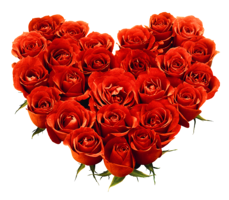 flowers & Rose free transparent png image.