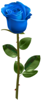 flowers & rose free transparent png image.