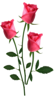 flowers & rose free transparent png image.