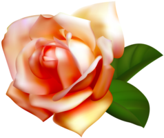 flowers & Rose free transparent png image.