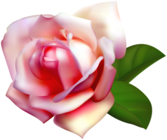 flowers & rose free transparent png image.