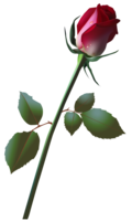 flowers & Rose free transparent png image.