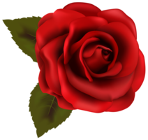 flowers & rose free transparent png image.