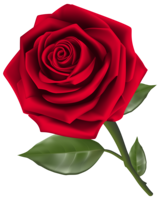 flowers & Rose free transparent png image.