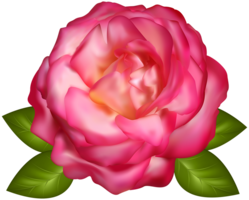 flowers & Rose free transparent png image.