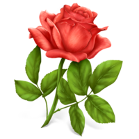 flowers & rose free transparent png image.