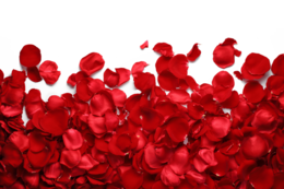 flowers & rose free transparent png image.