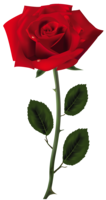 flowers & rose free transparent png image.