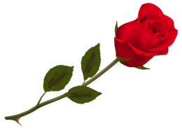 flowers & rose free transparent png image.