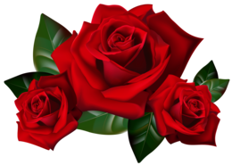 flowers & Rose free transparent png image.