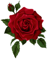 flowers & Rose free transparent png image.