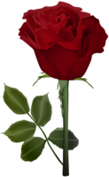 flowers & Rose free transparent png image.