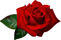 flowers & rose free transparent png image.