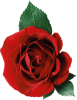 flowers & Rose free transparent png image.