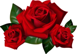 flowers & rose free transparent png image.