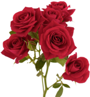 flowers & Rose free transparent png image.