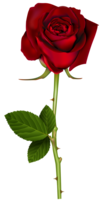 flowers & Rose free transparent png image.