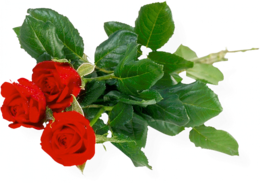 flowers & rose free transparent png image.